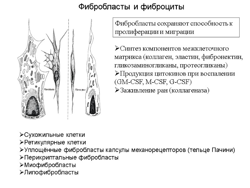 Фибробласты и фиброциты Сухожильные клетки Ретикулярные клетки Уплощённые фибробласты капсулы механорецепторов (тельце Пачини) Перикриптальные